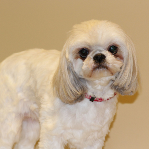 lexie dog